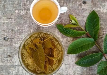 Nước lá ổi được nhiều người sử dụng để hỗ trợ kiểm soát cân nặng nhờ khả năng hỗ trợ chuyển hóa và kiểm soát đường huyết