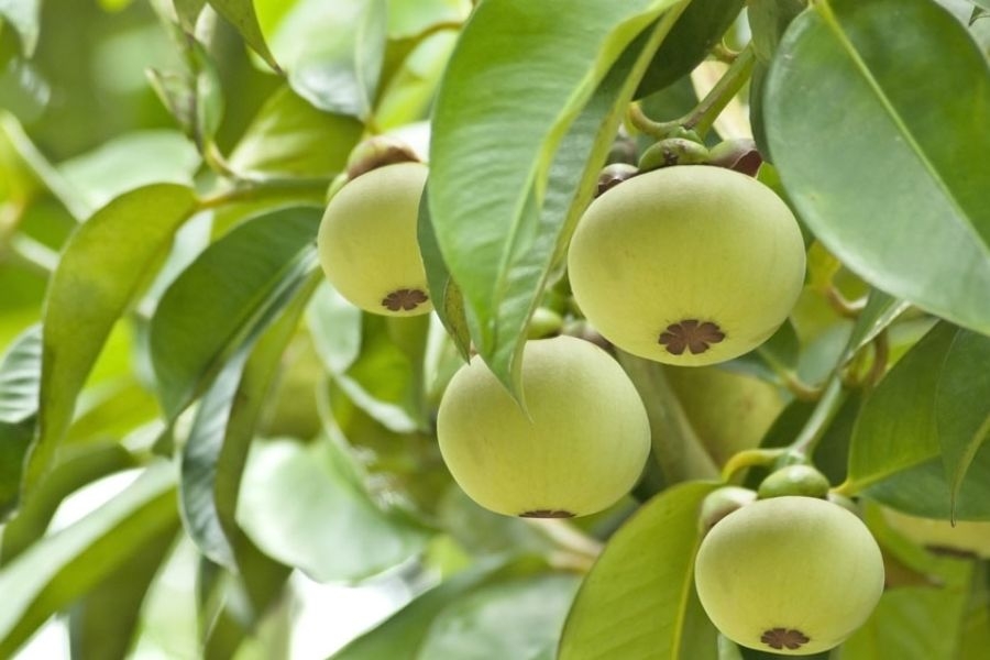 Măng cụt có khả năng tăng cường quá trình chuyển hóa chất béo, giúp cơ thể đốt cháy mỡ thừa hiệu quả hơn và ngăn ngừa tình trạng tăng cân.