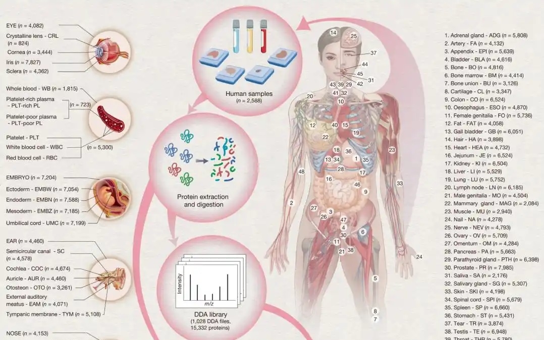 Nghiên cứu protein con người. Đồ họa: Đại học Tây Hồ.