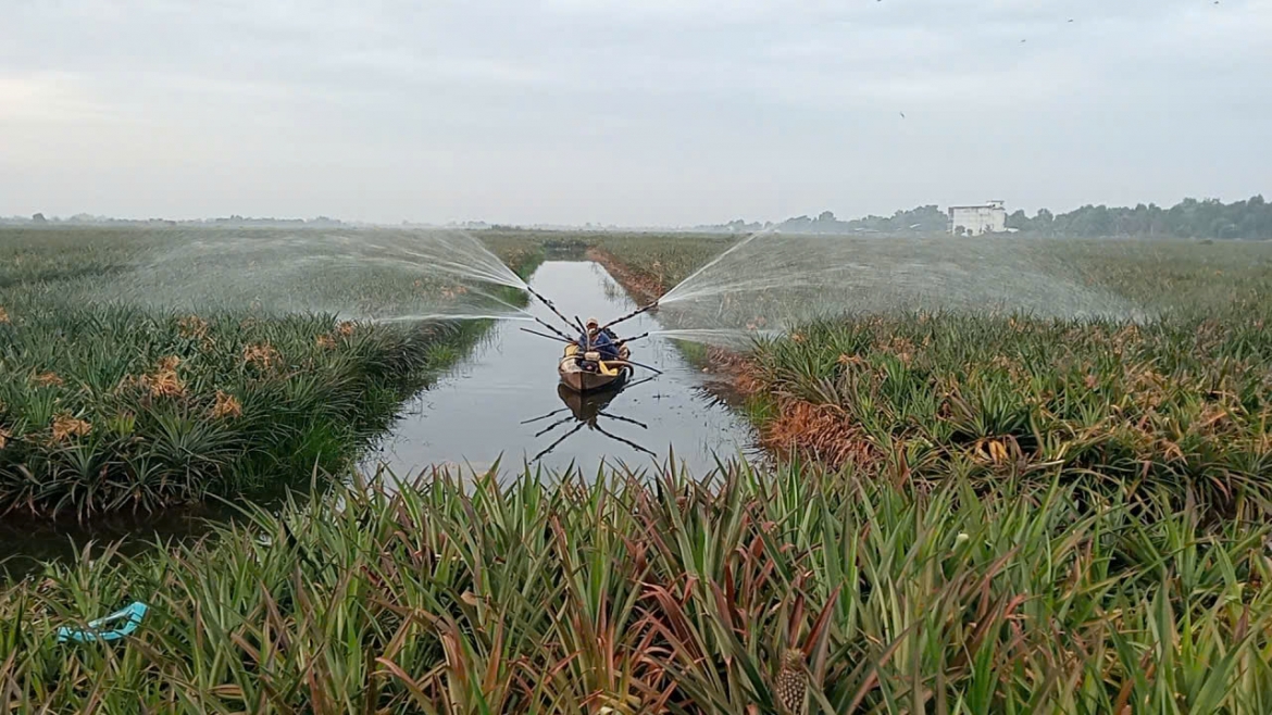 Nông dân vùng Đồng Tháp Mười của tỉnh Đồng Tháp ứng dụng cơ giới hóa trong trồng khóm