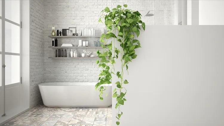 Nhiều người cho rằng nhà tắm không phải là nơi lý tưởng để trồng cây vì thiếu ánh sáng và thường xuyên ẩm ướt. Tuy nhiên, trên thực tế, đây lại là môi trường mà nhiều loại cây nhiệt đới yêu thích nhờ độ ẩm cao và nhiệt độ tương đối ổn định. Theo các chuyên gia cây cảnh, nếu lựa chọn đúng loại cây, bạn không chỉ có thêm một góc xanh thư giãn mà còn giúp không gian phòng tắm trở nên sinh động và gần gũi với thiên nhiên hơn.