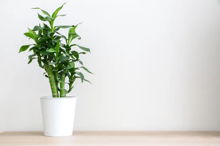 Trúc phát tài: Trúc phát tài là một trong những loại cây dễ chăm sóc nhất. Cây có nguồn gốc nhiệt đới nên rất thích môi trường ẩm và phát triển tốt trong điều kiện ánh sáng gián tiếp. Bạn có thể đặt cây trên kệ lavabo hoặc gần cửa sổ nhà tắm để tạo điểm nhấn xanh mát cho không gian.