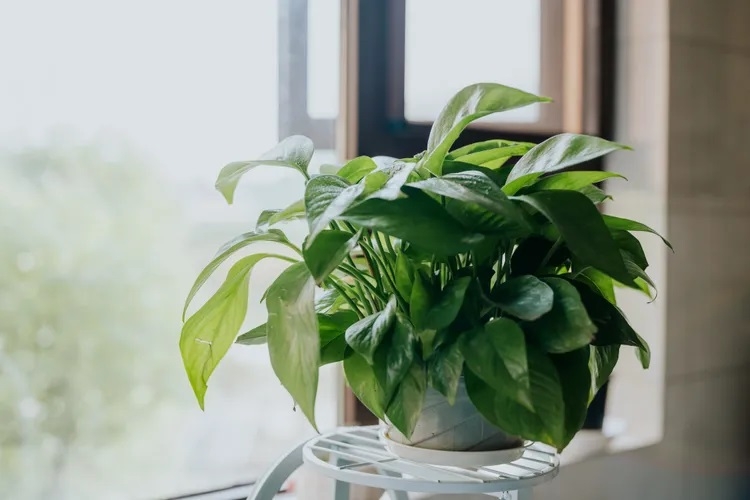 Cây trầu bà: Trầu bà từ lâu đã được xem là "ứng cử viên sáng giá" cho những khu vực ít ánh sáng trong nhà. Loại cây này có khả năng thích nghi tốt với độ ẩm cao, phát triển mạnh trong giỏ treo hoặc chậu đặt trên cao. Những dây lá rủ xuống cũng giúp phòng tắm trở nên mềm mại và bắt mắt hơn.