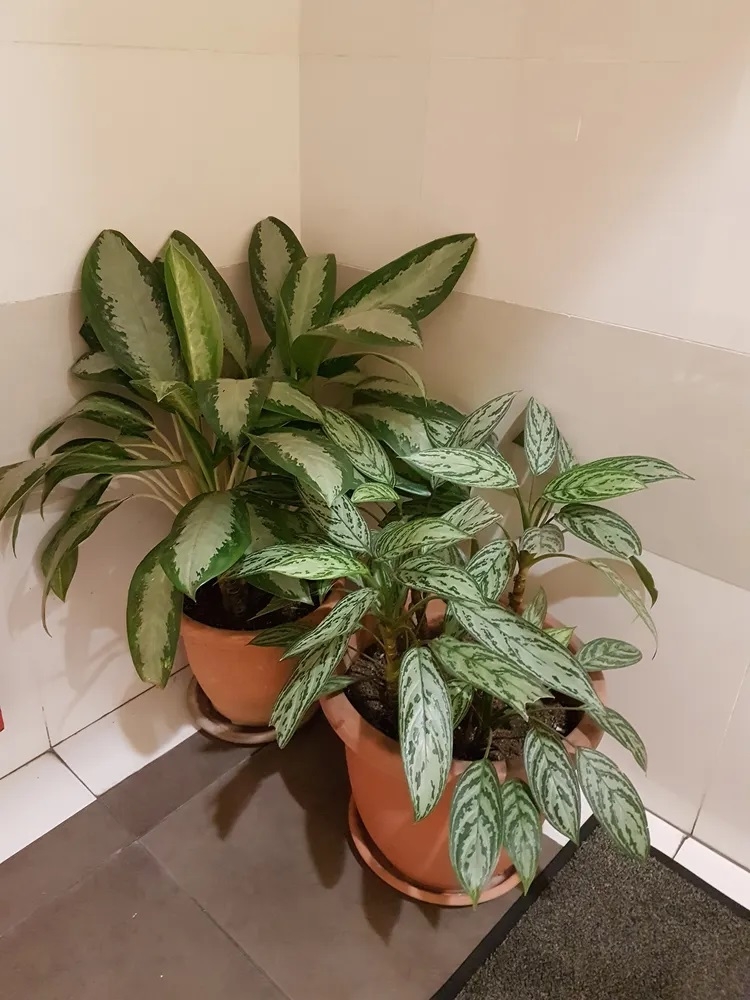Cây phú quý xanh: Với những chiếc lá lớn và màu sắc nổi bật, cây phú quý xanh (Aglaonema) không chỉ dễ chăm sóc mà còn phù hợp với điều kiện ánh sáng khuếch tán thường thấy trong nhà tắm. Độ ẩm từ các hoạt động sinh hoạt hằng ngày cũng giúp cây phát triển xanh tốt hơn.