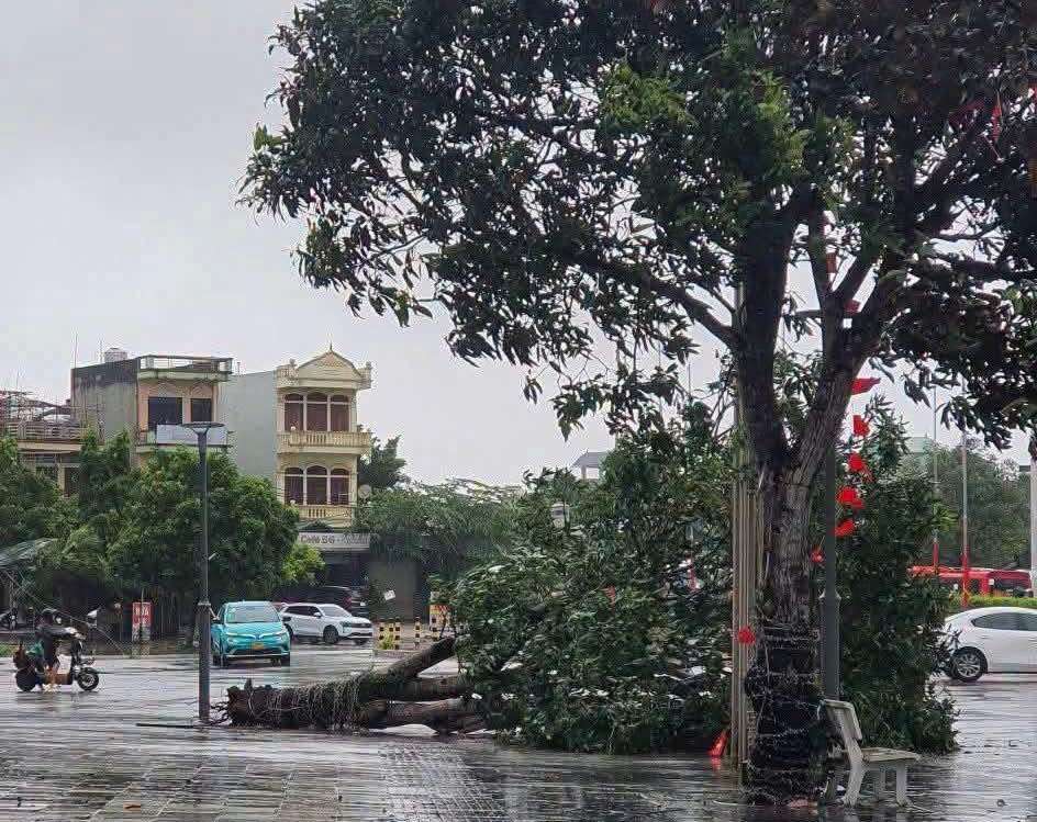 Gió lớn đã làm bật gốc nhiều cây xanh trên địa bàn phường Móng Cái 1