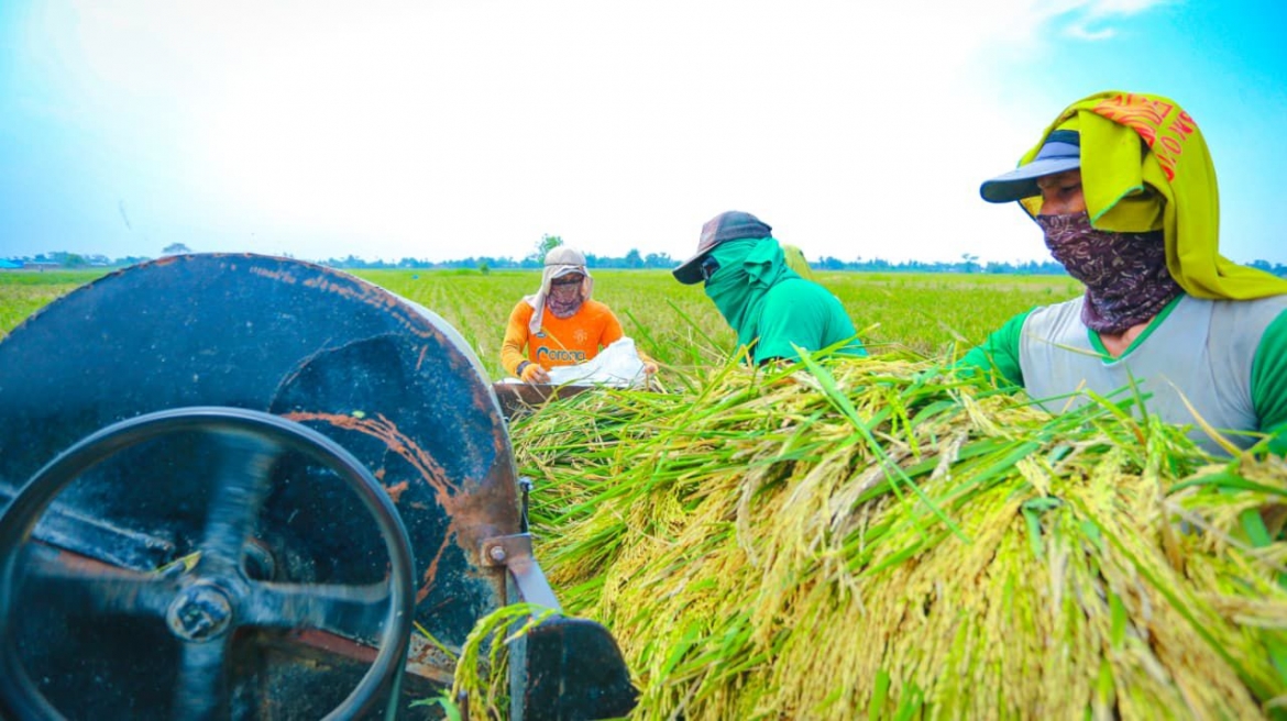 Indonesia có dự trữ gạo kỷ lục để đối phó với El Nino. Ảnh minh họa