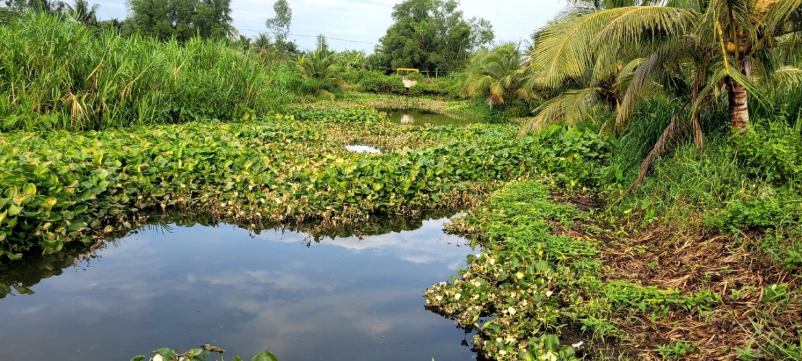 Không chỉ cây trồng mà các loại thủy sinh ở kênh mương thủy lợi cũng đồng loạt cháy lá