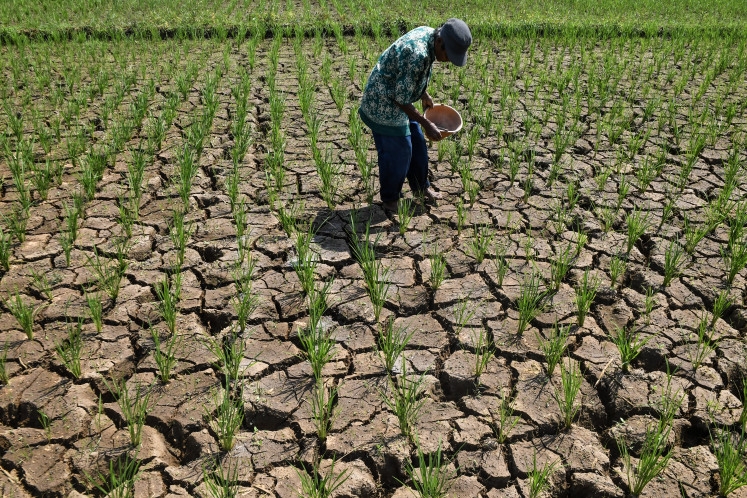 Hạn hán kéo dài có thể đe dọa an ninh lương thực Indonesia. Ảnh: Antara