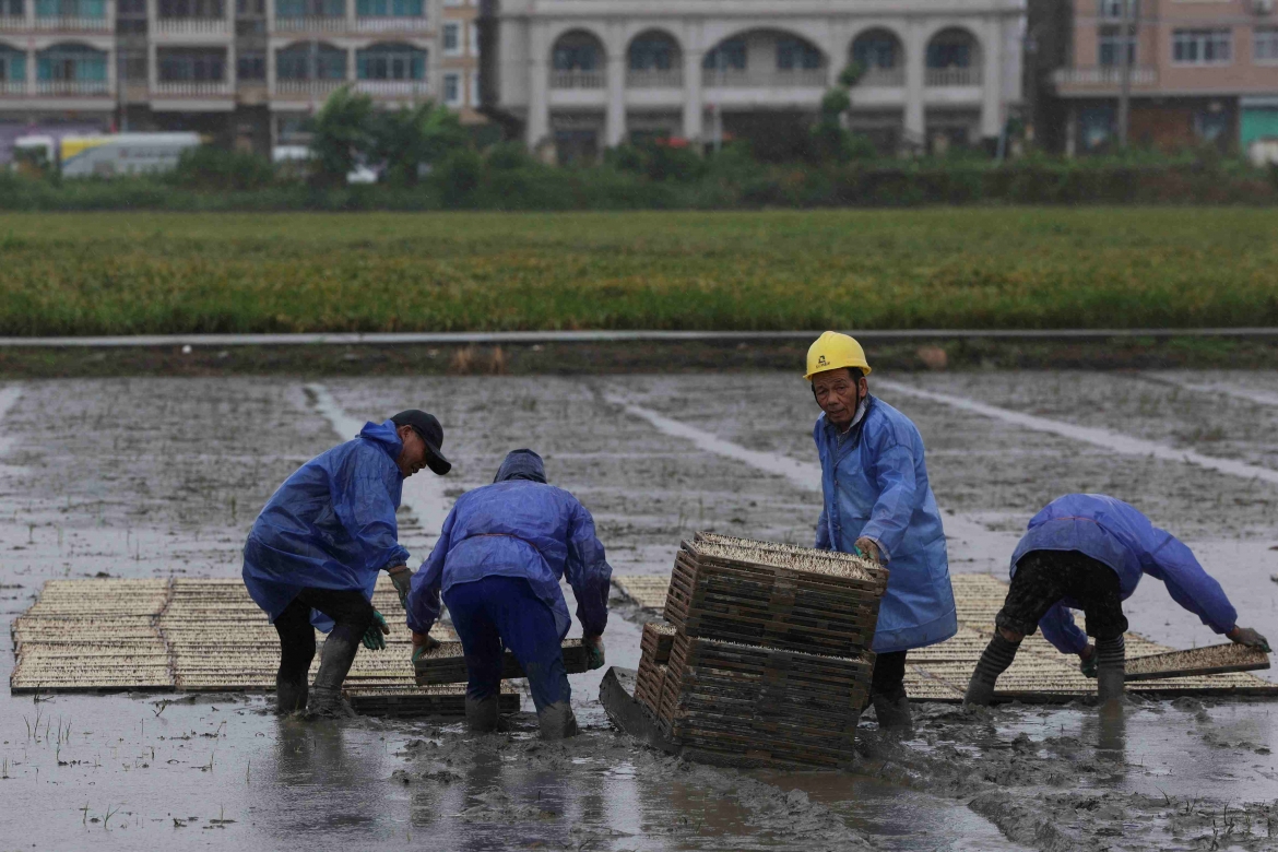 Nông dân tìm cách bảo vệ mạ mới cấy trong điều kiện gió và mưa dữ dội trước giờ bão Bavi đổ bộ vào Ôn Châu.