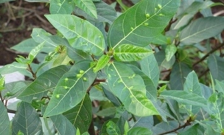 Lá sung chứa nhiều chất chống oxy hóa như polyphenol và flavonoid, giúp trung hòa các gốc tự do có hại trong cơ thể. (Ảnh minh hoạ: VTC News)