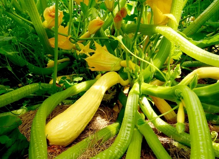 loai_cay_khong_nen_trong_canh_dua_chuot_2.jpg
