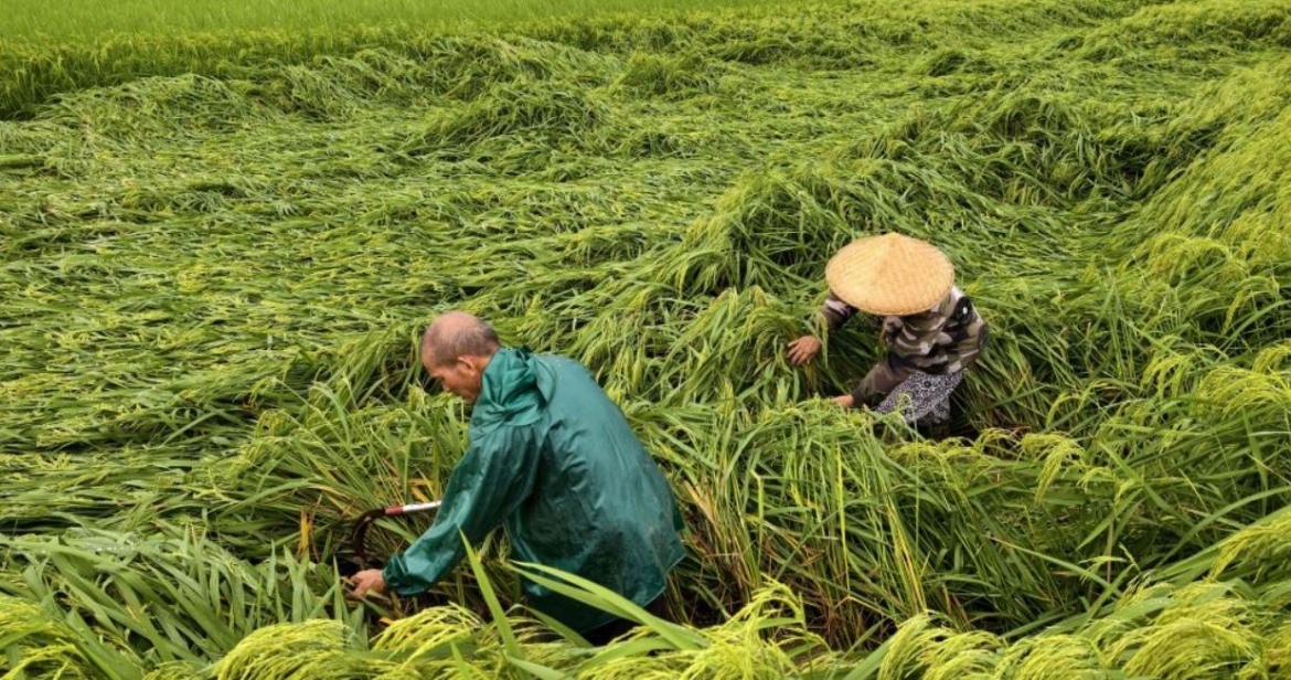 Bão cũng quật đổ lúa và hoa màu ở huyện Xincheng, thành phố Laibin, Khu tự trị dân tộc Choang Quảng Tây. Ảnh: Tân Hoa xã