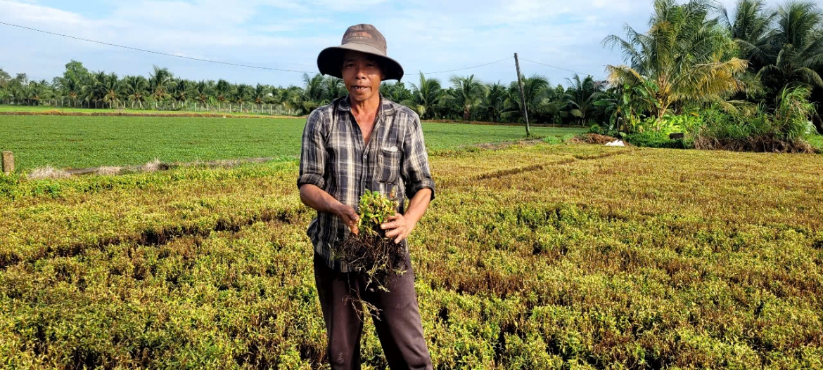 Nông dân xã Long Hưng, tỉnh Đồng Tháp xót xa nhìn ruộng rau răm chết trắng