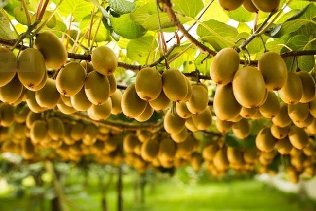 Kiwi là loại quả duy nhất có chứa actinidin - một loại enzyme tự nhiên có khả năng phá vỡ các cấu trúc protein khó tiêu cực kỳ hiệu quả. (Ảnh minh họa).