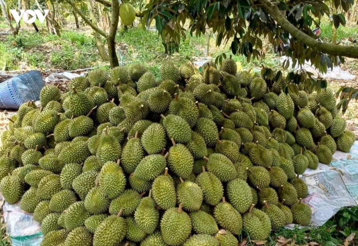 Sầu riêng là một trong những mặt hàng quả tươi phải kiểm nghiệm chỉ tiêu Cadimi và Vàng O khi xuất khẩu sang Trung Quốc.