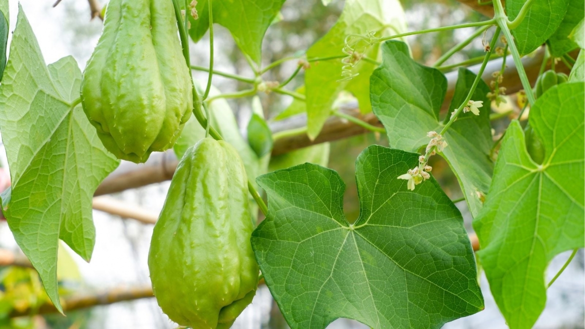 Su su luôn được lòng cả gia đình nhờ vị ngọt thanh dễ ăn, đằng sau sự mộc mạc đó lại là một "kho báu" dinh dưỡng vô cùng giá trị. (Ảnh: VTC News)