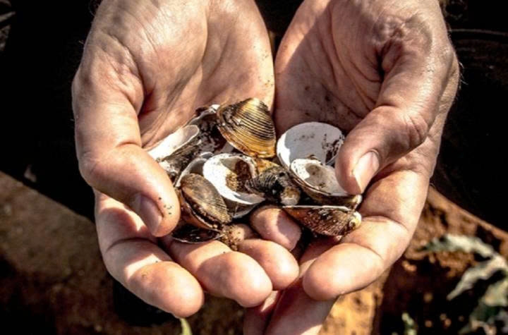 Tại sao người nghèo ở thời cổ đại không thể dễ dàng thay đổi số phận và trở nên giàu có bằng cách ra bờ biển nhặt vỏ sò