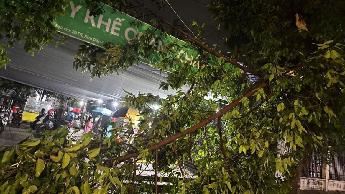 Cây xanh ở phường Phú Lợi ngã đổ sau cơn mưa tháng 6/2026