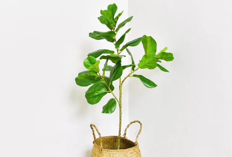 Không có đáp án tuyệt đối cho câu hỏi nên chọn cây thật hay cây giả, điều quan trọng là cân nhắc điều kiện không gian và nhu cầu sử dụng của từng gia đình (ảnh Getty Images)