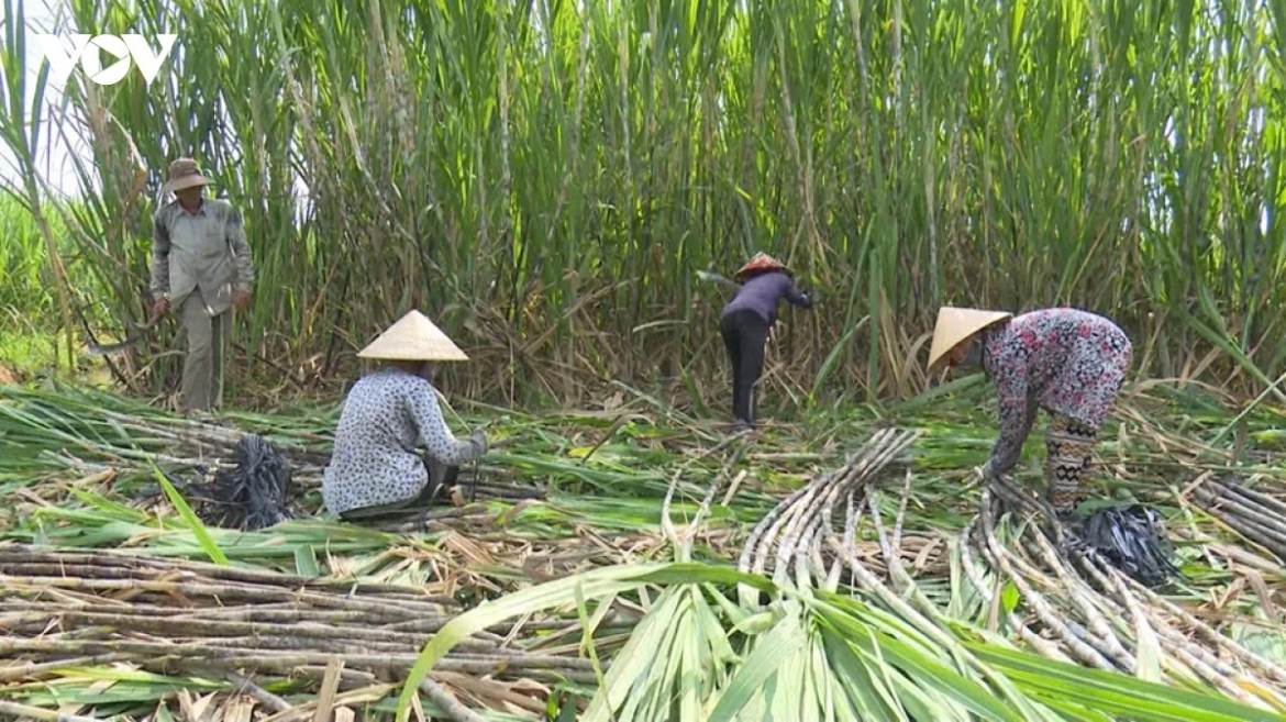 Năm 2024, Việt Nam đứng thứ 19 trong số những nước sản xuất mía đường trên thế giới