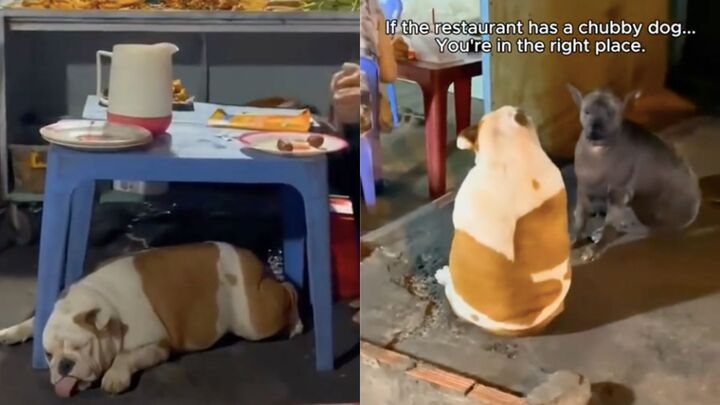 Nhiều du khách nhận định đồ ăn ngon mới nuôi được những chú chó béo đáng yêu như vậy