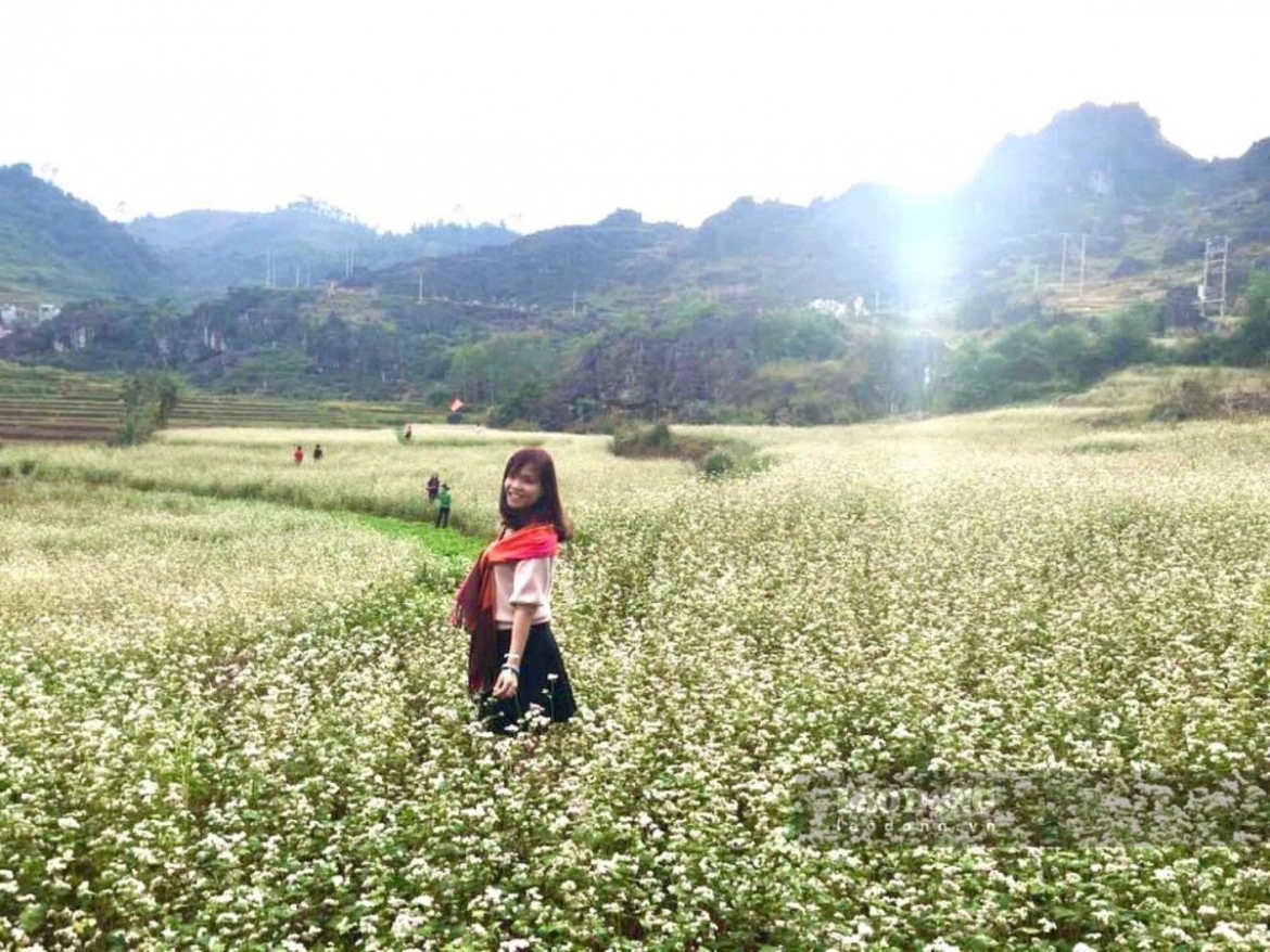 Những cánh đồng hoa Tam giác mạch nở rộ đã trở thành điểm đến ưu thích của nhiều du khách (Ảnh: Nguyễn Tùng)