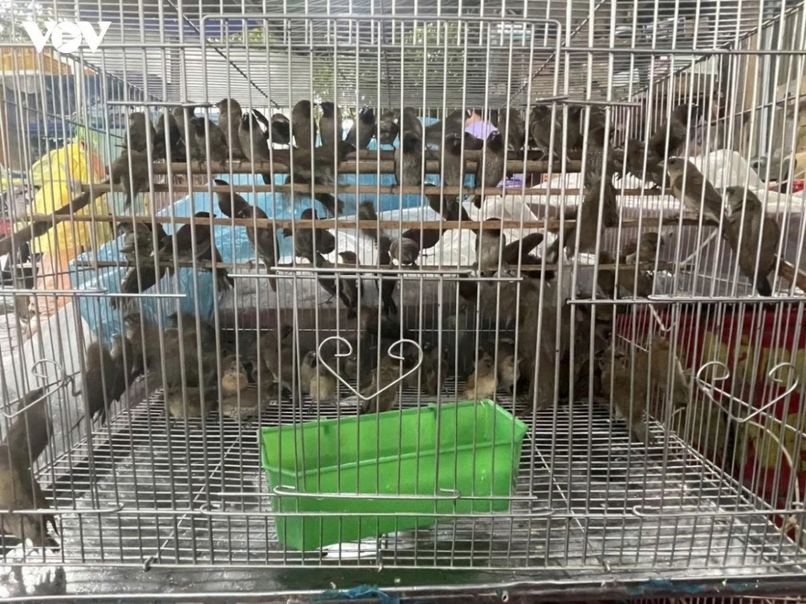Việc tập trung thả số lượng lớn động vật tại một địa điểm cũng có thể làm tăng nguy cơ lây lan mầm bệnh, tạo áp lực lên nguồn thức ăn và ảnh hưởng đến quần thể sinh vật bản địa