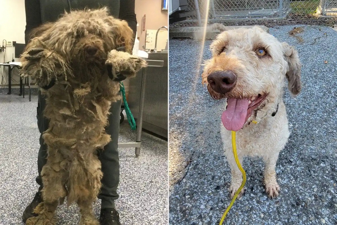 Ảnh trước và sau của chú chó Sully (Ảnh do RivCO và BVSPCA cung cấp)
