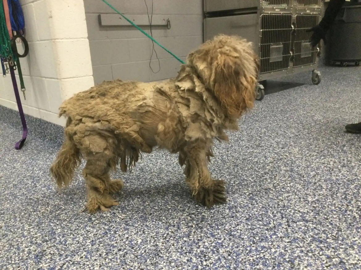 Chú chó lang thang mang trên mình gần 1,4 kg lông bẩn và rối bết (Ảnh do RivCO và BVSPCA cung cấp)