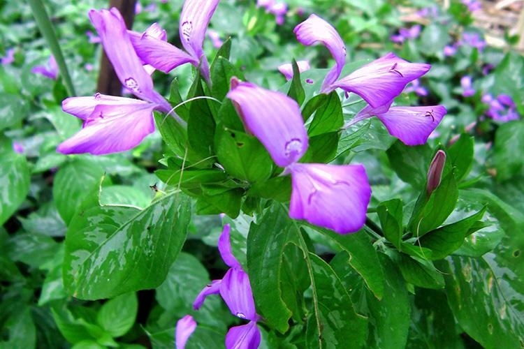 Lá cẩm không chỉ đơn thuần là một loại "phẩm màu lành tính" của thiên nhiên.
