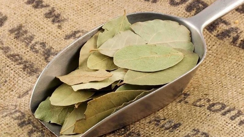 Lá nguyệt quế từ lâu đã được sử dụng để hỗ trợ tiêu hóa. (Ảnh minh họa)