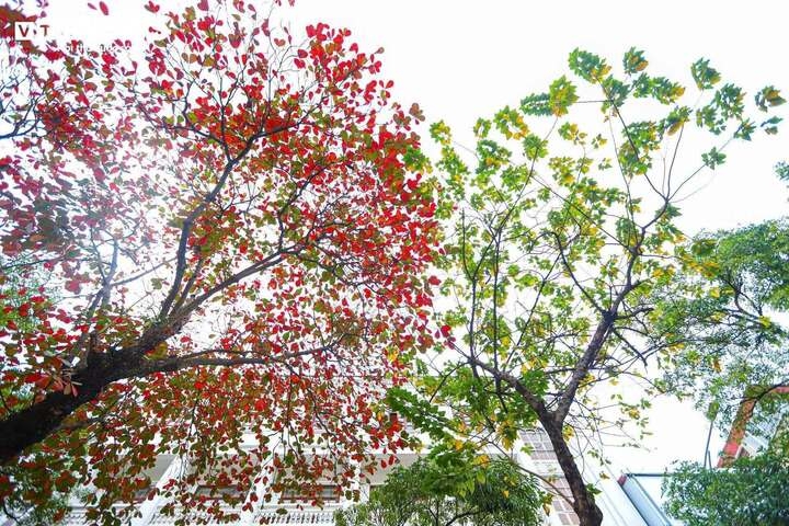 Nắng nóng dần nhường chỗ cho các cơn gió hiu mát khi đến tiết Xử thử