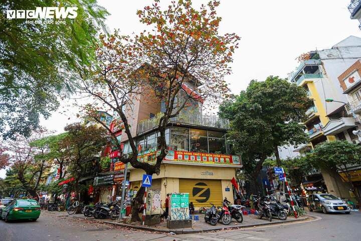 Hình ảnh cây thay lá khi vào mùa thu
