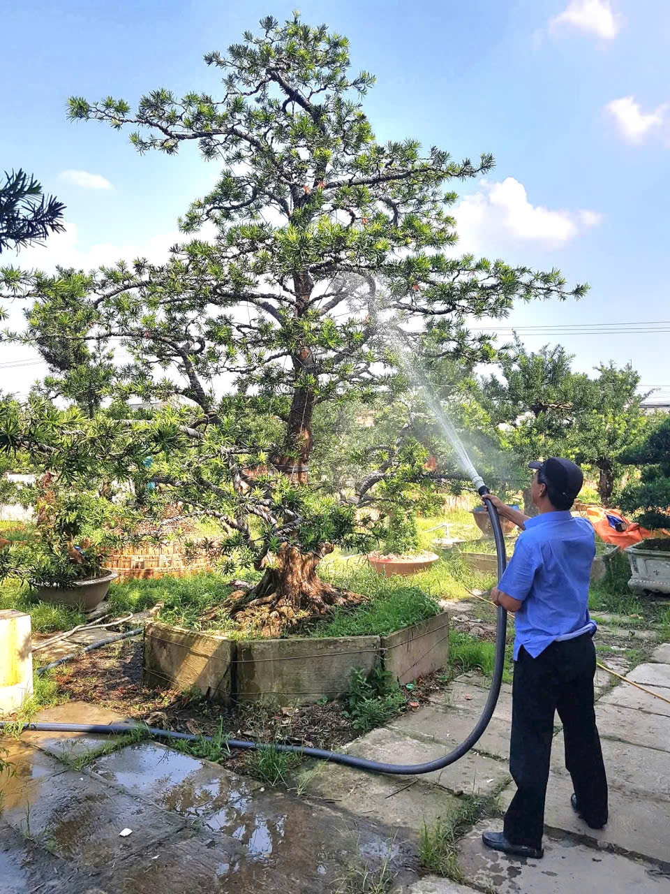 Bên cạnh kinh tế vườn, mô hình trồng kiểng của người dân xã Long Tiên đem lại hiệu quả cao