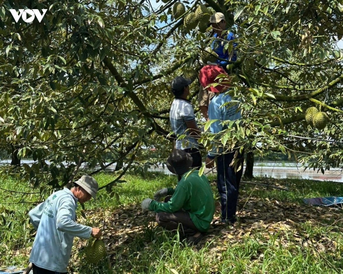 Thu hoạch vườn sầu riêng tại tỉnh Đồng Tháp.