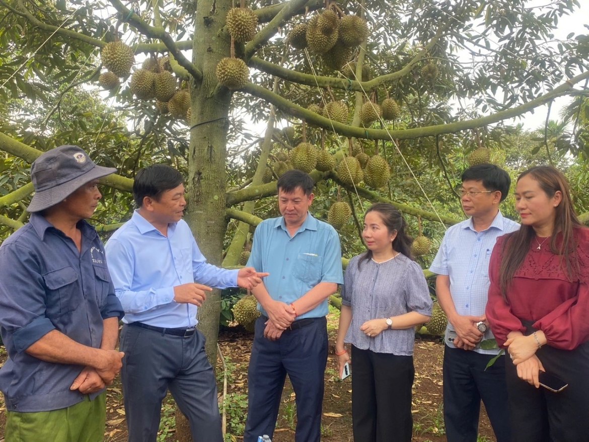 Bộ Nông nghiệp và Môi trường đang cử đoàn công tác xuống cơ sở hỗ trợ người dân, hợp tác xã tại Đắk Lắk và các địa phương số hoá vùng trồng sầu riêng.