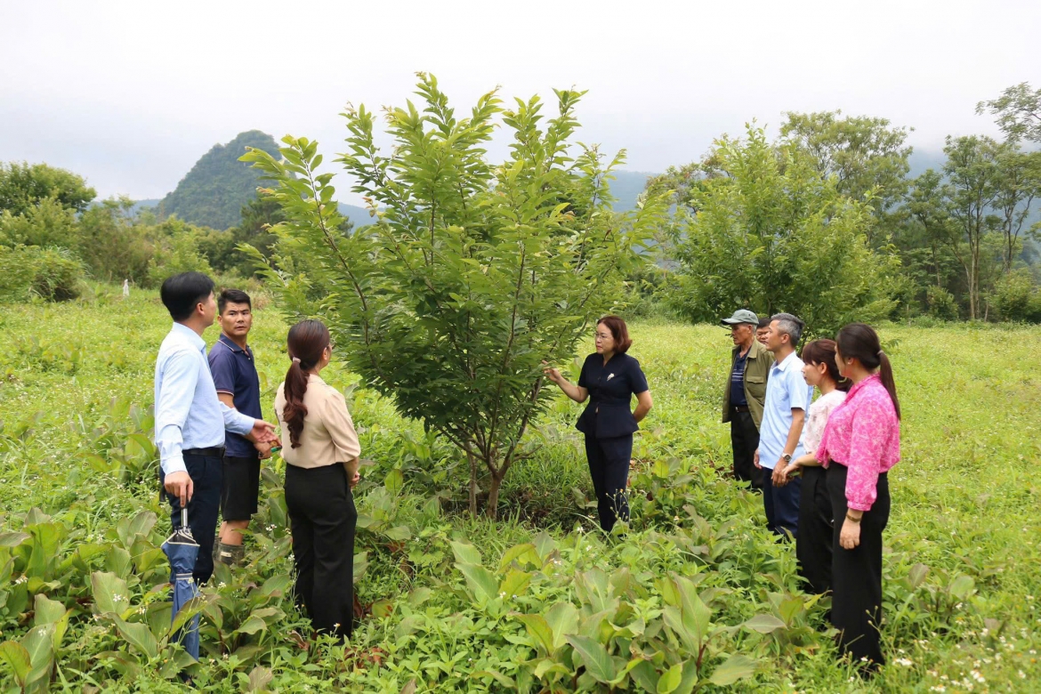 Bí thư Đảng ủy Nông Thị Trường và cán bộ của xã Trùng Khánh, tỉnh Cao Bằng đi thăm mô hình trồng cây dẻ của người dân. Các hộ tham gia dự án được hỗ trợ cây giống và phân bón. Ảnh: NVCC