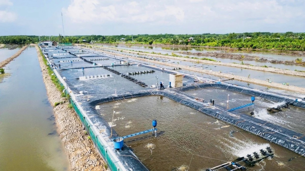 Khu nuôi tôm công nghệ cao áp dụng mô hình tuần hoàn nước